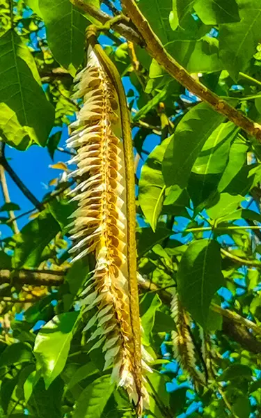 Tropical pods hanging from the tree Seeds in Zicatela Puerto Escondido Oaxaca Mexico.