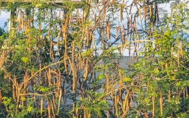Tohumlar ve çiçekler sabah ağacının çiçek açması ve yeşil ağaç tepesi Playa del Carmen Quintana Roo Meksika 'da mavi gökyüzü arka planına sahip.