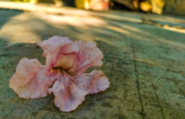 Zicatela Puerto Escondido Oaxaca Meksika 'da yerde pembe tropik çiçek.