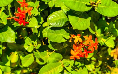 Kırmızı turuncu ve sarı çiçek çiçekleri ve bitkiler tropikal bahçe ormanlarında ve Zicatela Puerto Escondido Oaxaca Meksika 'da.