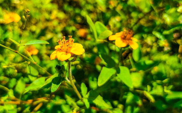 Yellow beautiful tropical flowers and plants in Zicatela Puerto Escondido Oaxaca Mexico.