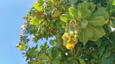 Meksika 'daki Zicatela Puerto Escondido Oaxaca' da olgunlaşmış meyve ve fındıklarla dolu kaju ağacı Anacardium bataryası..