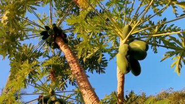 Puerto Escondido Mexico 'da tropikal doğada güzel papaya ağacı.