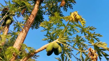 Puerto Escondido Mexico 'da tropikal doğada güzel papaya ağacı.