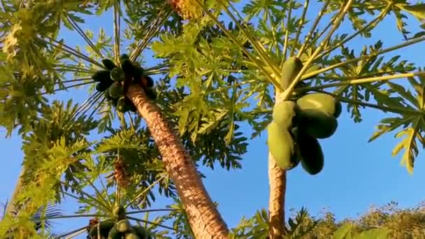 Vackra Papaya Träd Tropisk Natur Puerto Escondido Mexiko — Stockvideo