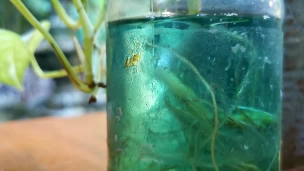 メキシコ ジッテラ プエルト エスコンディド オアハカの水花瓶と緑色のガラスの植物 — ストック動画