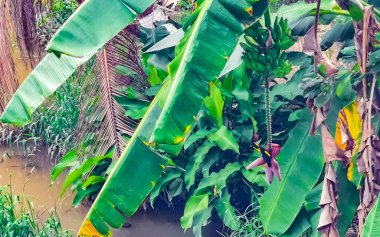 Meksika 'da Zicatela Puerto Escondido Oaxaca' da muzlu ve çiçekli muz ağacı..