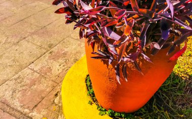 Zicatela Puerto Escondido Oaxaca 'da tropik kırmızı pembe mor bitki yaprakları.