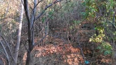 Tropik yeşil doğa ormanı ve orman palmiye ağaçları Zicatela Puerto Escondido Oaxaca Meksika 'daki palmiye ağaçları.