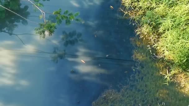 Green Beautiful Tropical River Freshwater Lagoon Zicatela Puerto Escondido Oaxaca — Stockvideo