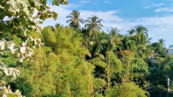 Tropické Zelené Přírodní Les Džungle Palmy Palmy Rostliny Zicatela Puerto — Stock video