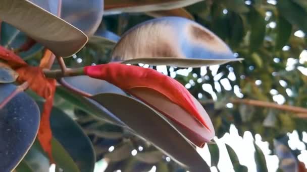 Tropical Tree Red Leathery Leaves Zicatela Puerto Escondido Oaxaca México — Vídeo de stock