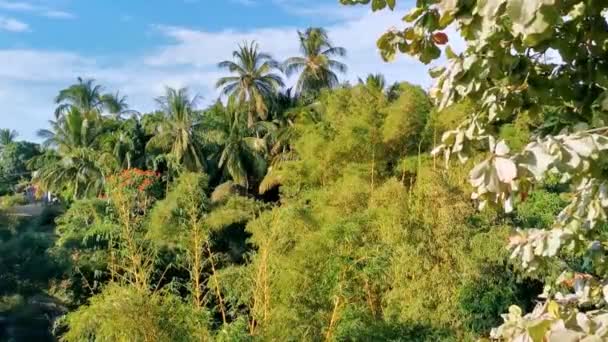 Bosque Verde Tropical Palmeras Selva Palmeras Plantas Árboles Zicatela Puerto — Vídeo de stock