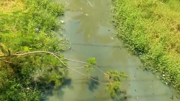 Green Beautiful Tropical River Freshwater Lagoon Zicatela Puerto Escondido Oaxaca — Vídeos de Stock
