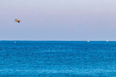 Güzel pelikan kuş pelikanları Meksika 'da Zicatela Puerto Escondido Oaxaca' da denizin üzerinde uçuyor..