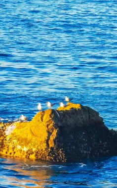 Seagulls Birds sitting on pooped rock in the sea in Zicatela Puerto Escondido Oaxaca Mexico. clipart
