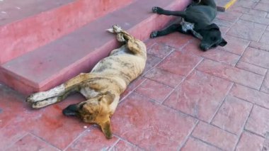 Sokak köpekleri Puerto Escondido Oaxaca 'da sokakta uyur ve dinlenir..