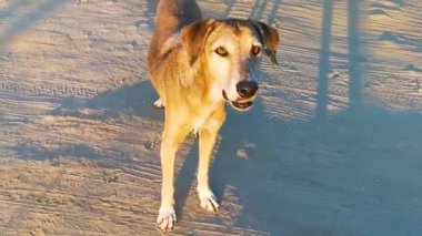 Sokak köpeği Puerto Escondido Oaxaca 'da sokakta uyuyor ve dinleniyor..