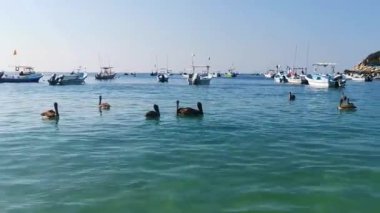 Puerto Escondido Oaxaca Meksika 16. Aralık 2022 Pelikan kuş pelikanları Zicatela Puerto Escondido Oaxaca 'da suda yüzer ve dalgalarla sürüklenirler..