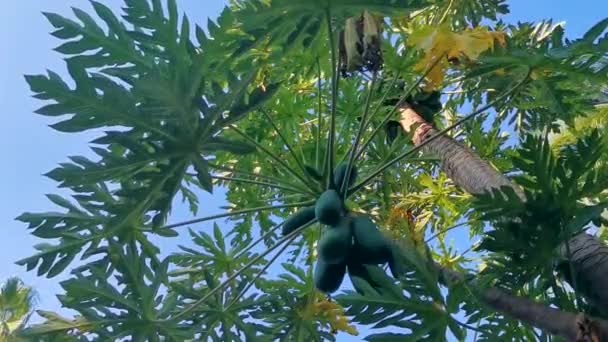 Vackra Papaya Träd Tropisk Natur Zicatela Puerto Escondido Mexiko — Stockvideo