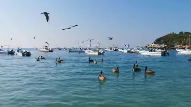 Puerto Escondido Oaxaca Meksika Aralık 2022 Pelikan Martı Kuşları Zicatela — Stok video
