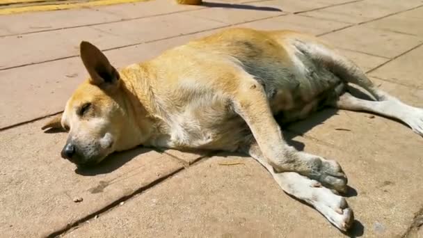 Stray Cão Pet Dorme Relaxa Rua Puerto Escondido Oaxaca México — Vídeo de Stock