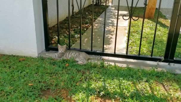 Cute Gato Vadio Dormindo Relaxante Fora Natureza Livre Zicatela Puerto — Vídeo de Stock
