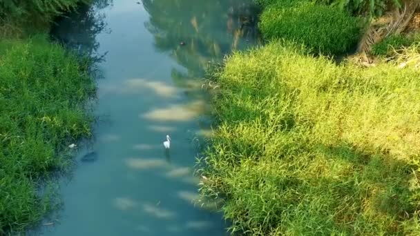 Stora Vita Heron Egret Herons Egrets Vatten Fågel Fåglar Vandrar — Stockvideo