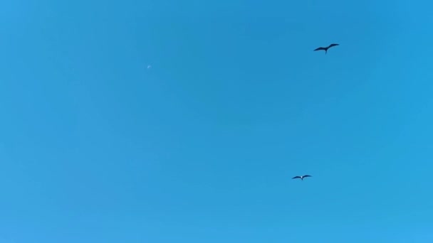 Fregat Ptaków Stado Latają Latać Wokół Księżyca Ciągu Dnia Niebieskim — Wideo stockowe