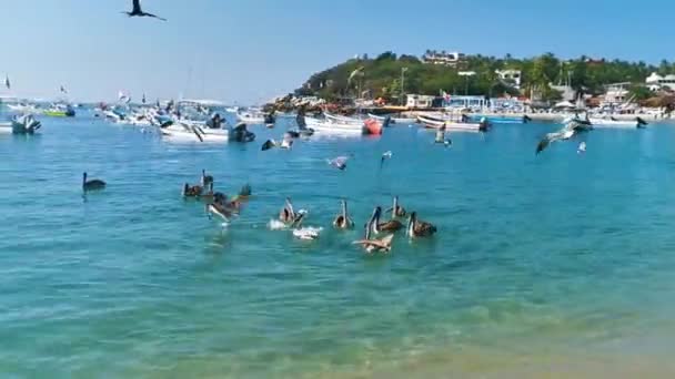Puerto Escondido Oaxaca México Dezembro 2022 Pelicanos Gaivotas Lutam Por — Vídeo de Stock