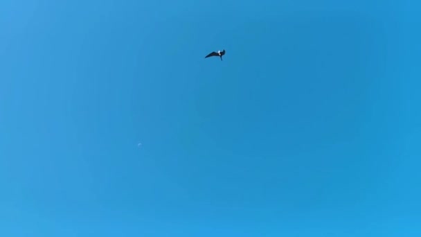 フエーテの鳥の群れは 月の周りを飛んでいます チケーラプエルトエスコンドミドオアハカメキシコのビーチの上の青い空の背景と — ストック動画