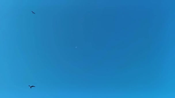 Птахи Фрегат Зграї Літають Навколо Місяця Вдень Блакитним Фоном Неба — стокове відео