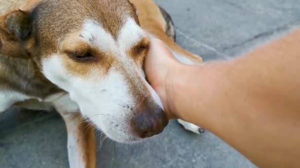 Streicheleinheiten Streicheln Sie Einen Schönen Und Freundlich Aussehenden Streunenden Hund — Stockvideo