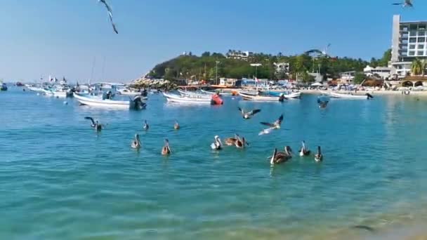 Puerto Escondido Oaxaca México Dezembro 2022 Pássaro Pelicano Pássaros Nadam — Vídeo de Stock