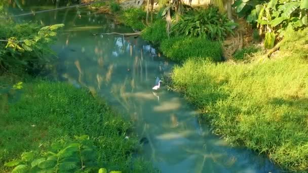 Grote Witte Reiger Zilverreigers Zilverreigers Watervogels Wandelen Rond Tropisch Moeras — Stockvideo