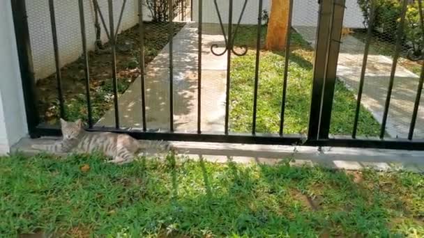 かわいい野良猫は ジカテラプエルトエスコンディドオアハカメキシコの自由自然の中で眠ってリラックスします — ストック動画