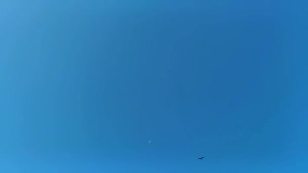 フエーテの鳥の群れは 月の周りを飛んでいます チケーラプエルトエスコンドミドオアハカメキシコのビーチの上の青い空の背景と — ストック動画