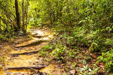 Güneydoğu Asya 'daki Chiang Mai Amphoe Mueang Mai Tayland' daki dağ zirvesine Tropikal orman ve orman yürüyüşü yolları.