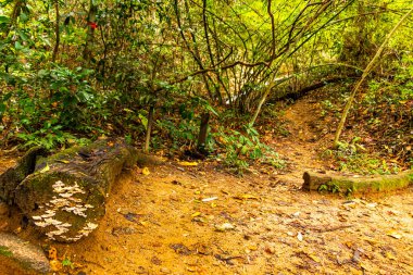 Güneydoğu Asya 'daki Chiang Mai Amphoe Mueang Mai Tayland' daki dağ zirvesine Tropikal orman ve orman yürüyüşü yolları.