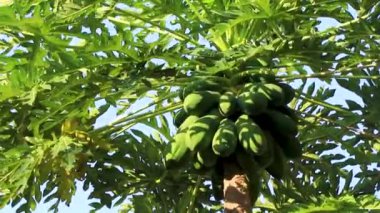 Zicatela Puerto Escondido Meksika 'da tropikal doğada güzel papaya ağacı.