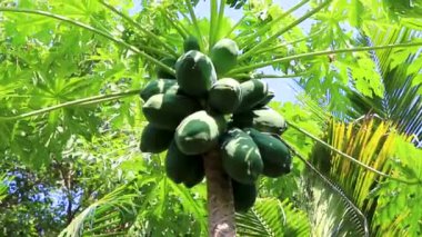 Zicatela Puerto Escondido Meksika 'da tropikal doğada güzel papaya ağacı.
