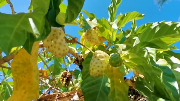 Noni Frukt Morinda Citrifolia Med Blommor Växt Träd Blad Med — Stockvideo