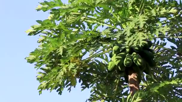 Piękne Drzewo Papaja Tropikalnej Przyrody Zicatela Puerto Escondido Meksyk — Wideo stockowe