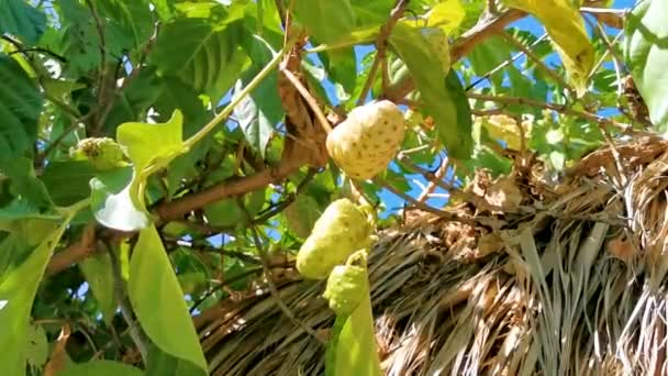 Noni Frukt Morinda Citrifolia Med Blommor Växt Träd Blad Med — Stockvideo