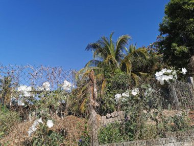 Beyaz tropikal egzotik çiçekler ve Zicatela Puerto Escondido Oaxaca Meksika 'da çiçek açan açık hava.