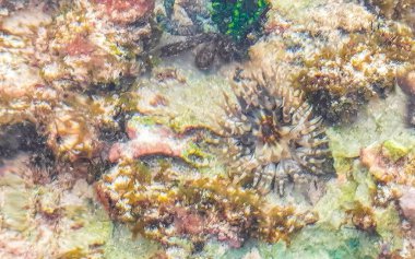 Uzun omurgalı deniz kestanesi, Playa del Carmen Quintana Roo Meksika 'daki Karayipler sahilinde turkuaz yeşili ve mavi sularda kayaları ve mercanları tonu yapar..