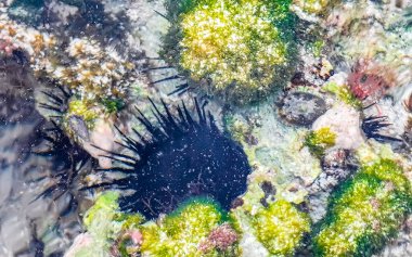 Uzun omurgalı deniz kestanesi, Playa del Carmen Quintana Roo Meksika 'daki Karayipler sahilinde turkuaz yeşili ve mavi sularda kayaları ve mercanları tonu yapar..