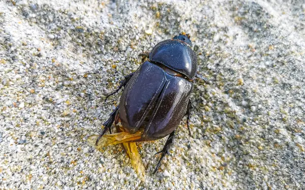 Zicatela Puerto Escondido Oaxaca 'da kumsaldaki ölü böcek..