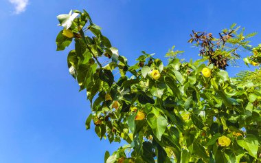 Playa del Carmen Quintana Roo Meksika 'da sarı çiçekli yeşil tropik ağaç.