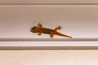 Rasdhoo adasında duvara yapışan küçük pembe Asyalı kertenkele Maldivler adasında.